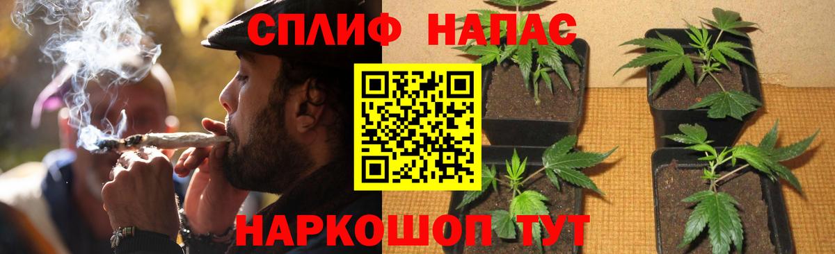 Конопля семена  Славгород  Канабис план  Бошки Шишки марихуана 